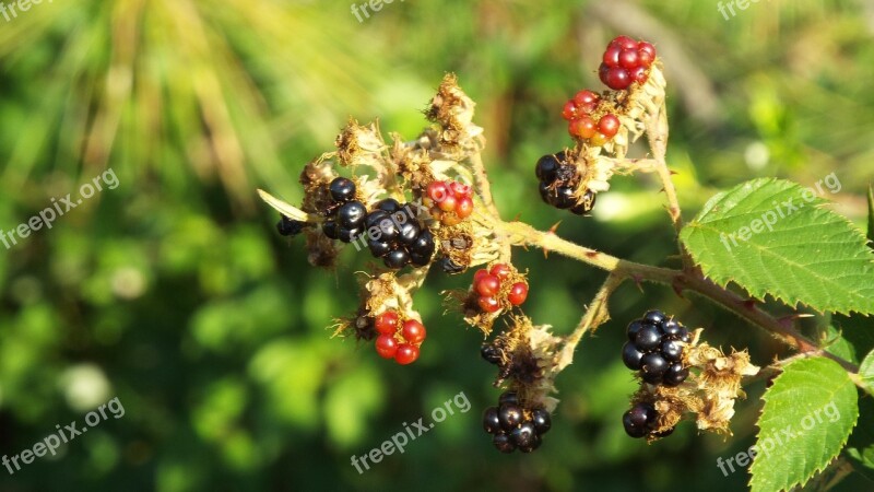 Blackberry Blackberries Fruit Fresh Sweet