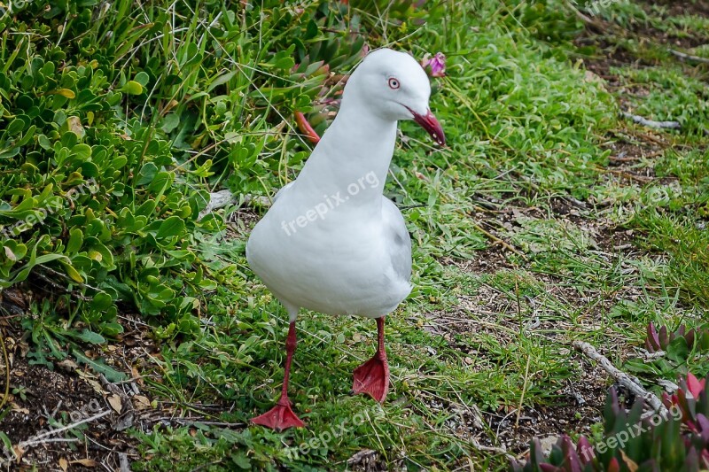 Seagull Walking Seagull Bird Gull Seabird