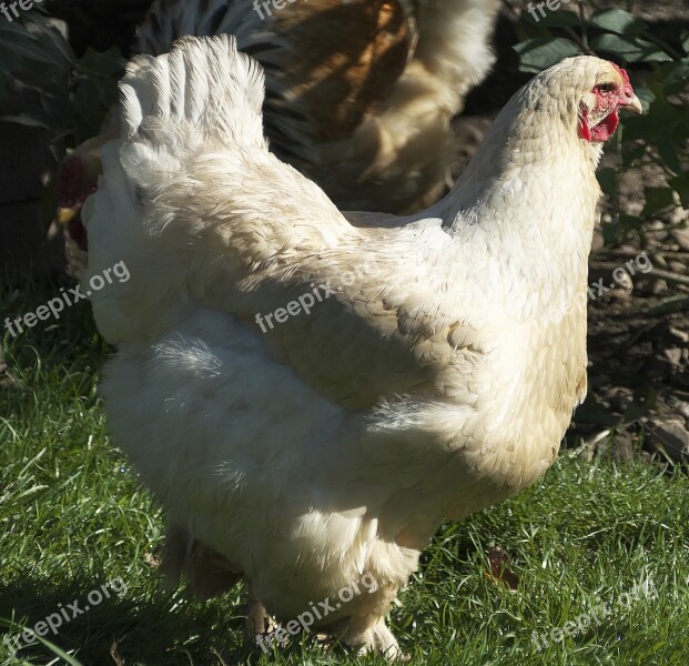 Chicken Hen Brahma Hen Poultry Free Range