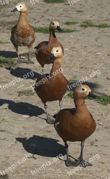 Ducks Ducks March In A Row Poultry Waterfowl