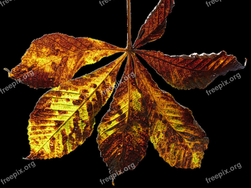 Leaf Autumn Leaf Fall Color Chestnut Chestnut Leaf