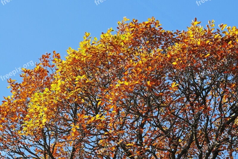 Oak Fall Color Sunny Sky Blue