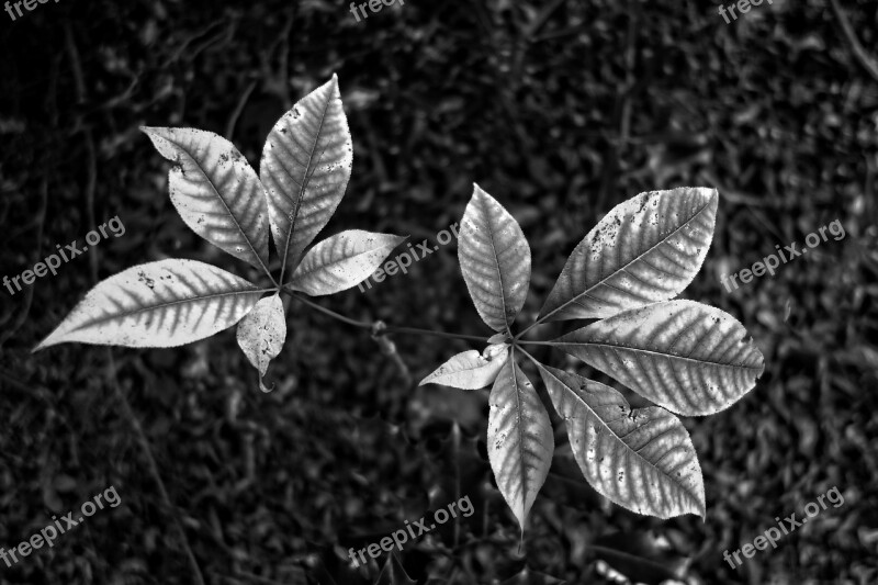 Leaf Foliage Plant Nature Monochrome