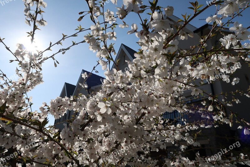 Cherry Tree Cherry Blossom Japanese Cherry White