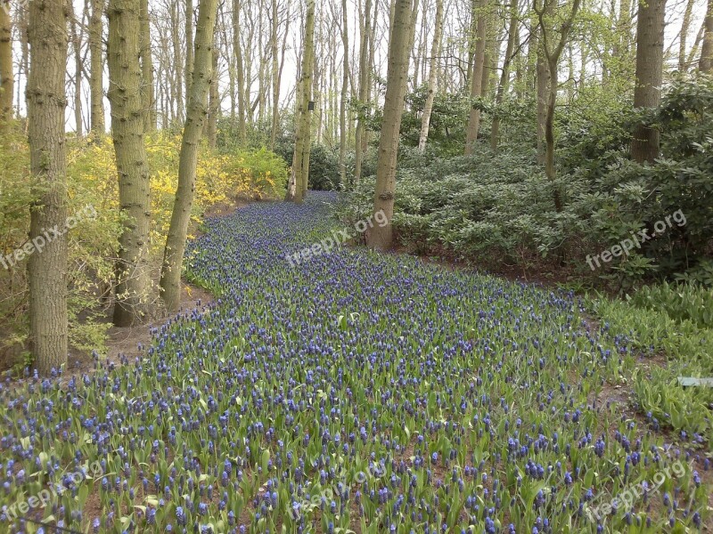 Forest Flower Blue Forest Flower Spring