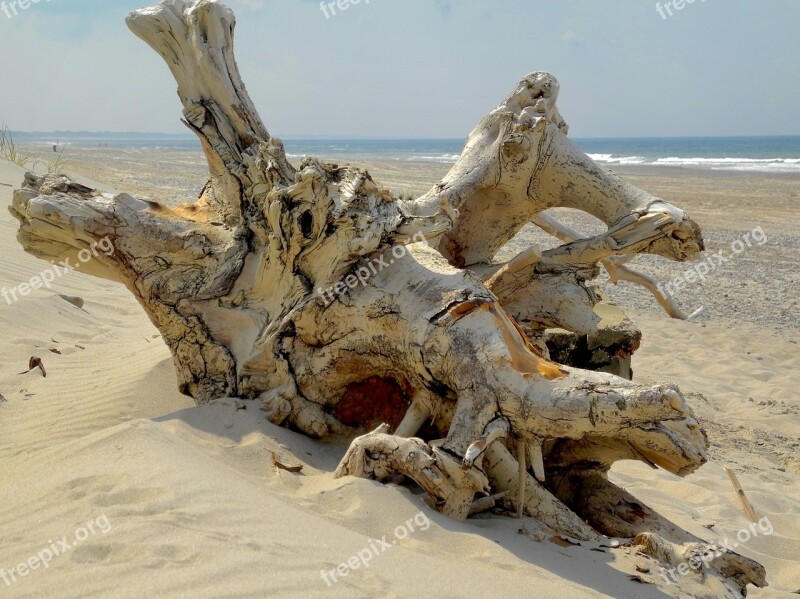 Root Drift Wood Beach Nature Landscape