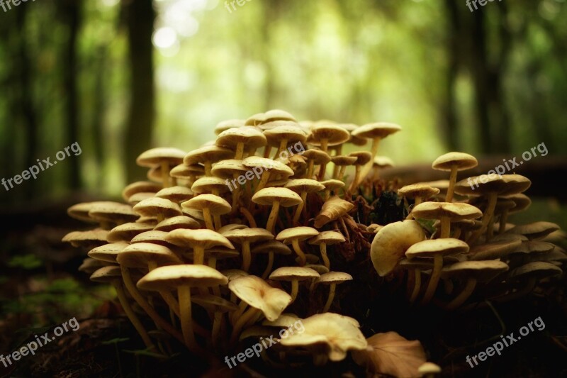 Mushrooms Forest Nature Autumn Mushroom Picking