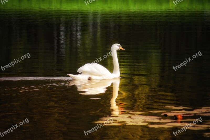 Swan Lake Water White Bird