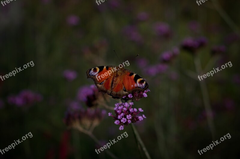 Butterfly Peacock Flower Insect Close Up