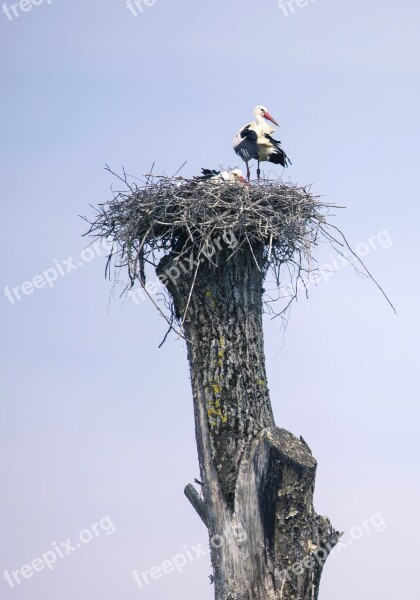 Stork Bird Nature Storks Animals