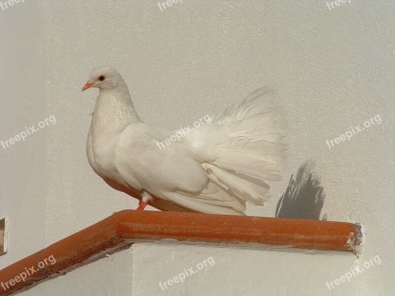 Colombo White Bird Free Photos