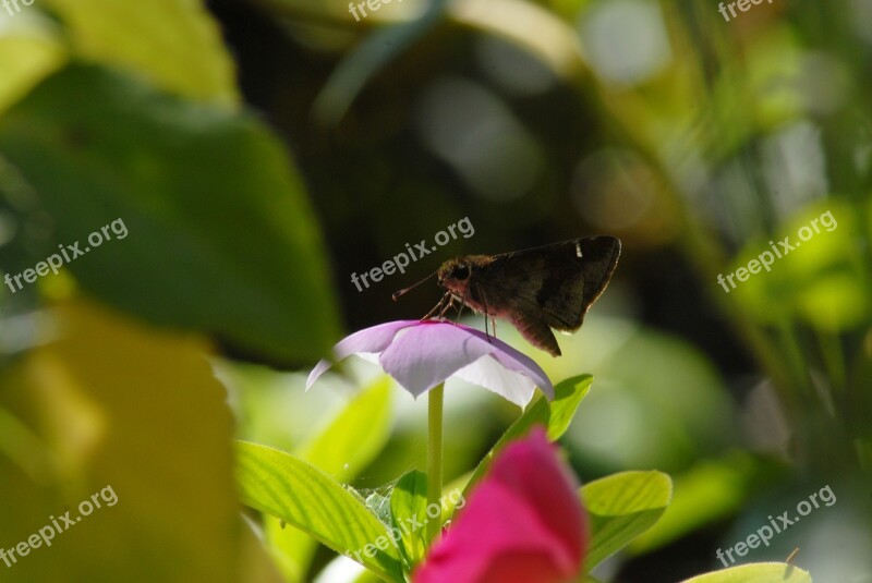 Butterfly Regional Flower Flying Insect Tlapa De Comonfort Gro