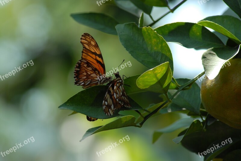 Butterfly Regional Wings Insect Tlapa De Comonfort Gro