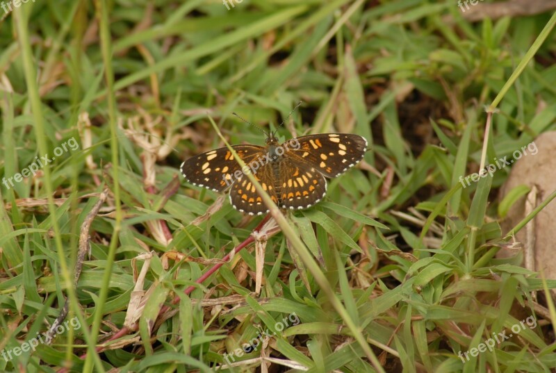 Butterfly Regional Wings Insect Tlapa De Comonfort Gro