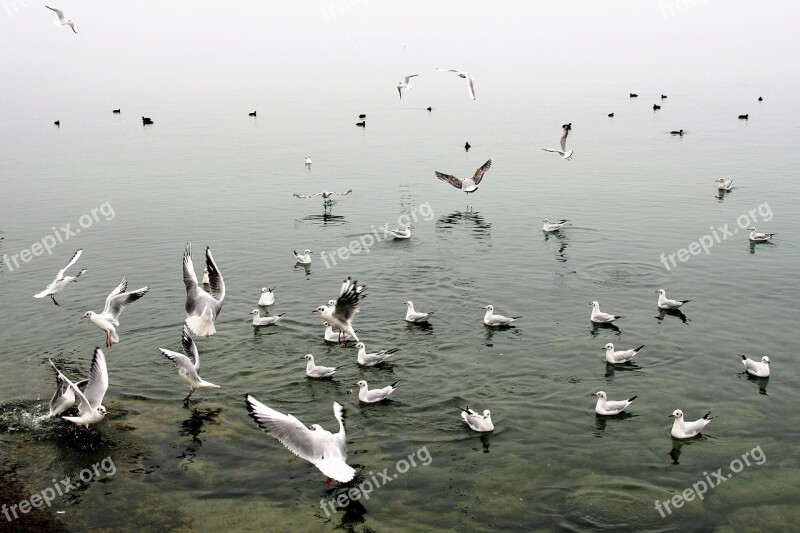 In Flight The Seagulls Water Birds Autumn Wings