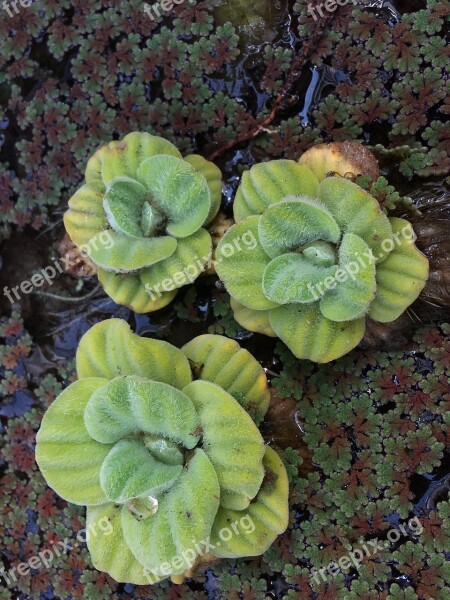 Aquatic Plant Water Pond Green Plant