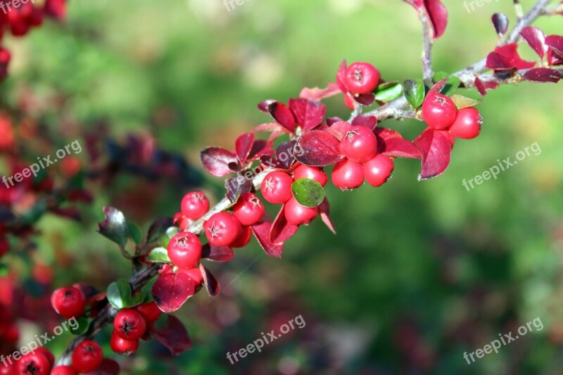 Cotoneaster Bush Red Fruits Beads Ornamental Plants