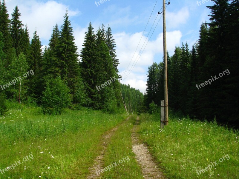 Forest Road Wake Up The Way Landscape