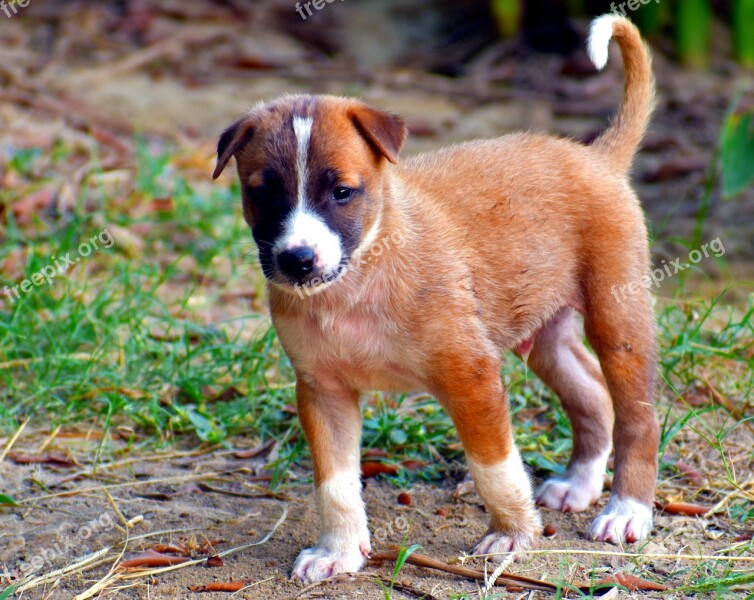 Puppy Pup Dog Cute Brown