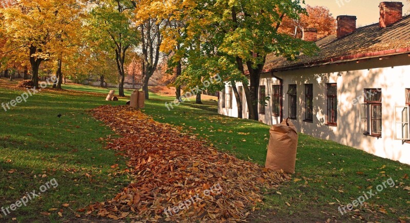 Cleaning Foliage Autumn Autumn Gold Free Photos