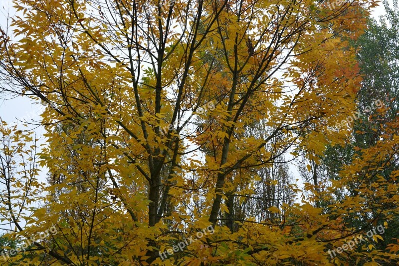 Autumn Landscape Autumn Color Tree Leaves Colors