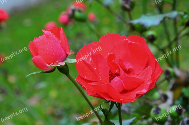 Pink Red Rose Rosebush Petals Nature