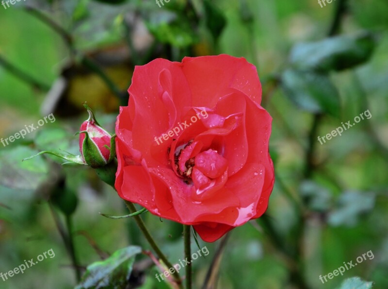 Red Rose Rosebush Petals Nature Plant