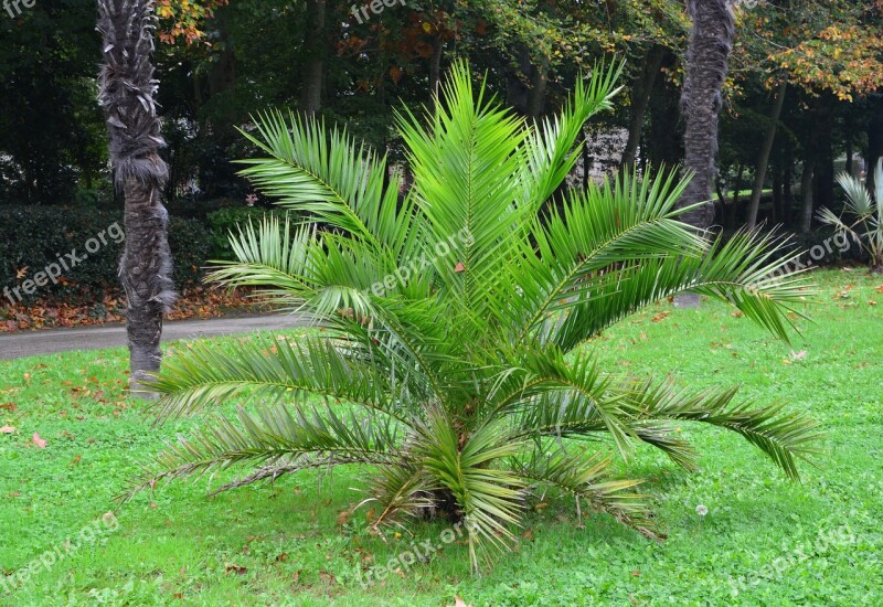 Plant Palm Tree Palm Color Garden Beautiful Tree