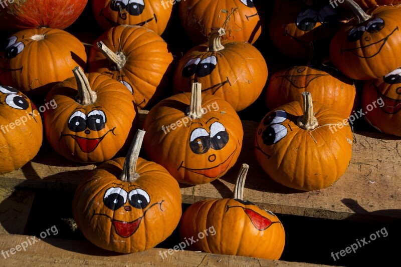 Pumpkin Fruit Autumn Nature Choose