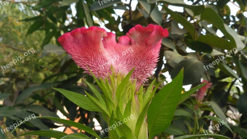 Pink Flowers Flowers Green Flowers Free Photos