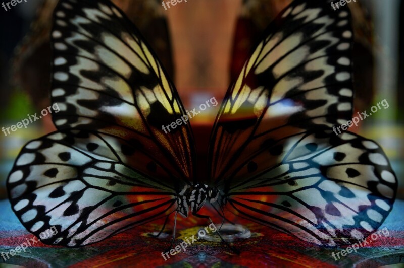 Butterfly Mirrored Surreal Wings Light