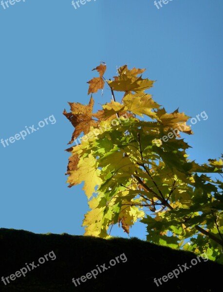 Autumn Autumn Leaf Leaf Leaves Fall Color