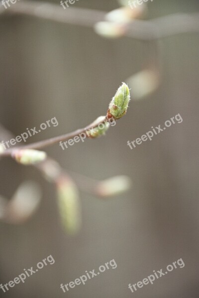 Spring Bud Nature Shoots Tree