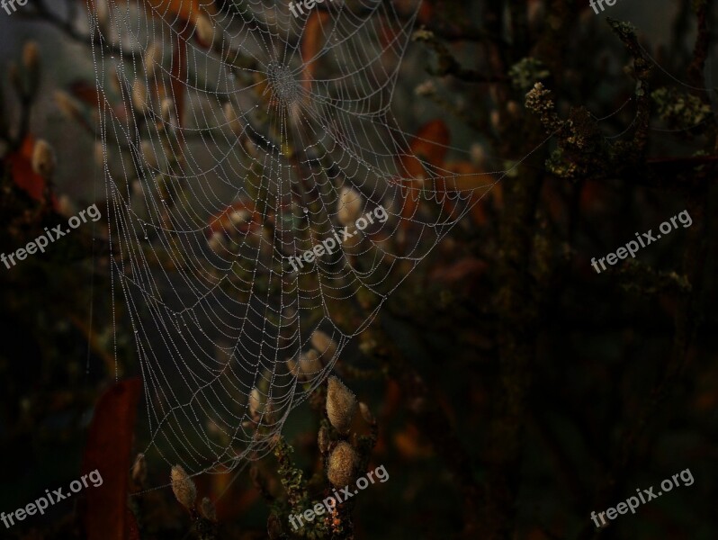 Cobweb Web Weave Structure Background