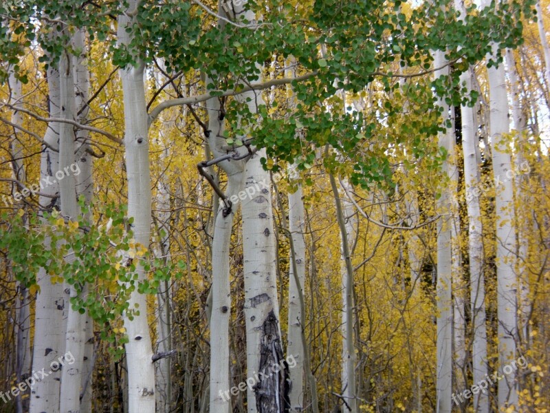 Autumn Trees Fall Foliage Fall Trees