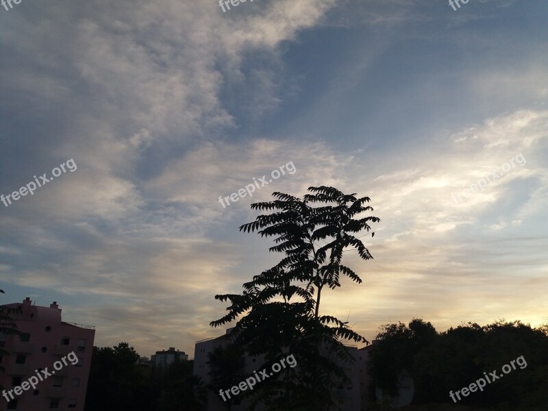 Sky Twilight Tree Dim Windy