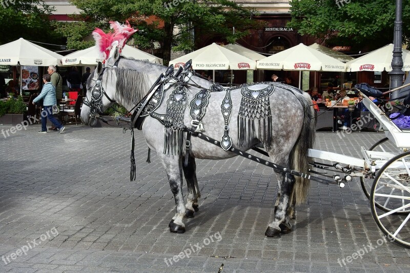 Kraków Main Market Horses Cab The Old Town