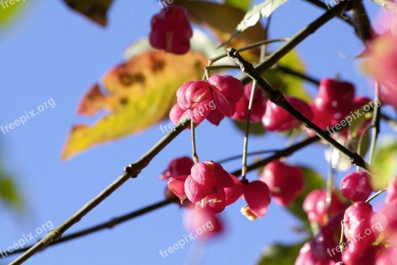 Fruit Seeds Boll Red Autumn