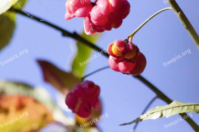 Fruit Seeds Boll Red Autumn