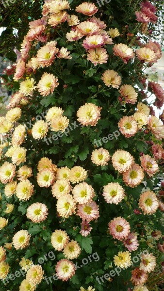 Asters-tree Flower Decorative Flowers White Some