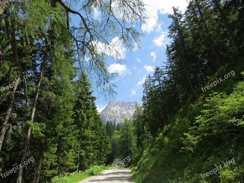 Dachstein Austria Forest Nature Mountains