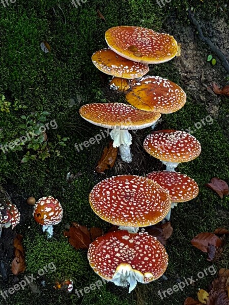 Red Fly Agaric Mushroom Mushrooms Fly Agaric Autumn Toxic