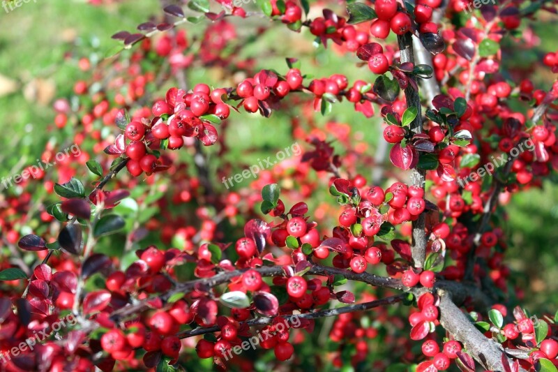 Cotoneaster Bush Ornamental Plants Fruit Beads