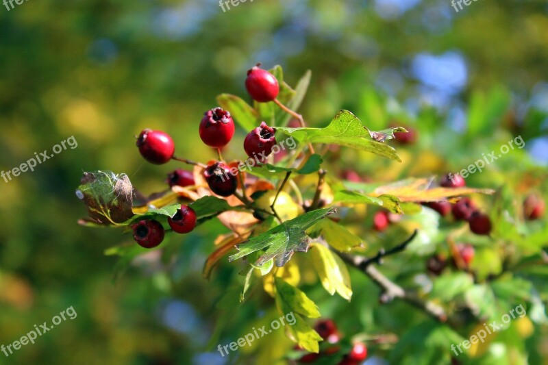 Crataegus Bush Autumn Vegetation Nature