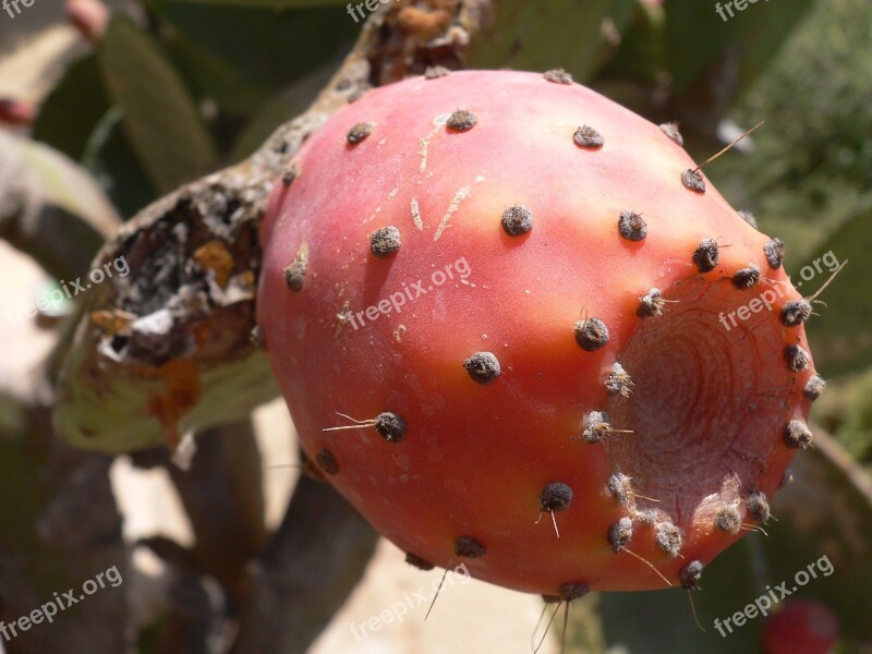 Cactus Figs Fruits Free Photos