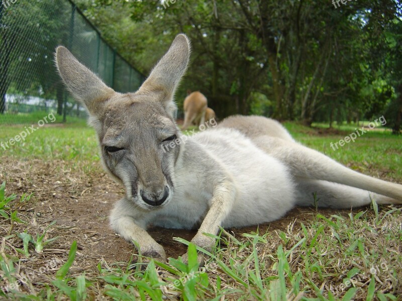 Kangaroo Animal Australia Free Photos