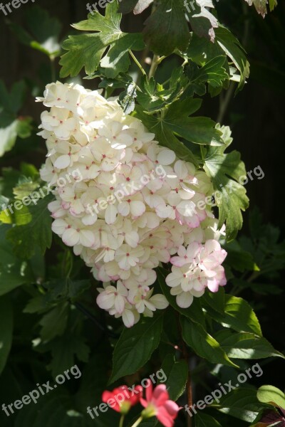 Hydrangea Panticulata Plan White Summer Hint Of Pink