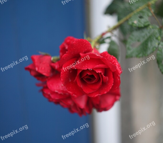 Rose Red Red Rose Plant Flower