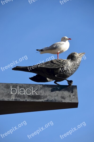 Birds Raven Gull Cafe Coffee