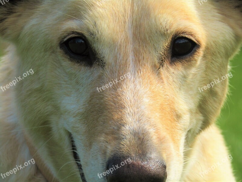 Dog Dogs Bitch Australian Shepherd Dog Portrait